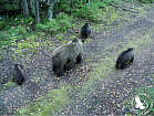 Самка бурого медведя с тремя медвежатами