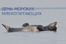 Всемирный день защиты морских млекопитающих