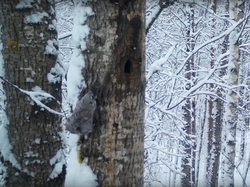 Летяга ч.2 3.jpg Летяга ч.2 3.jpg