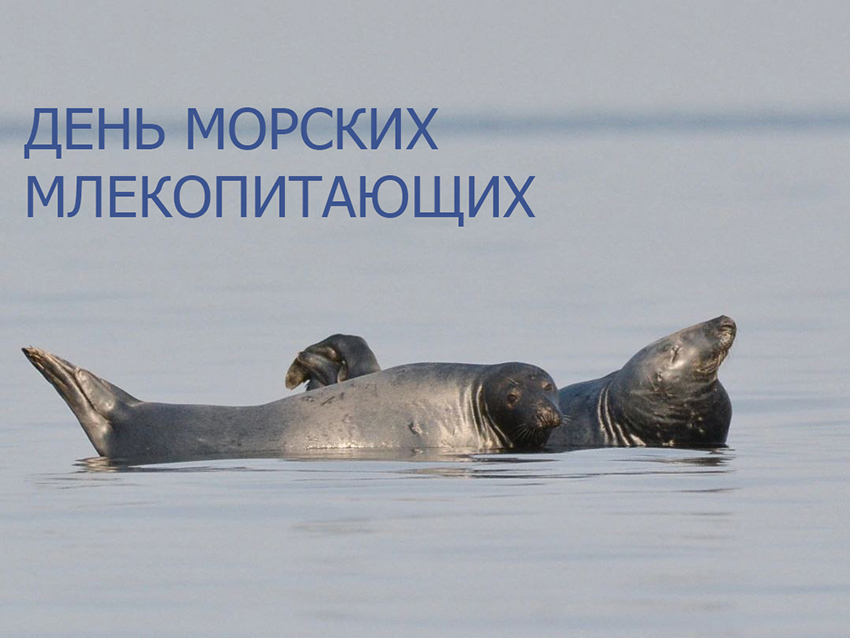 Тюлень открытка.jpg