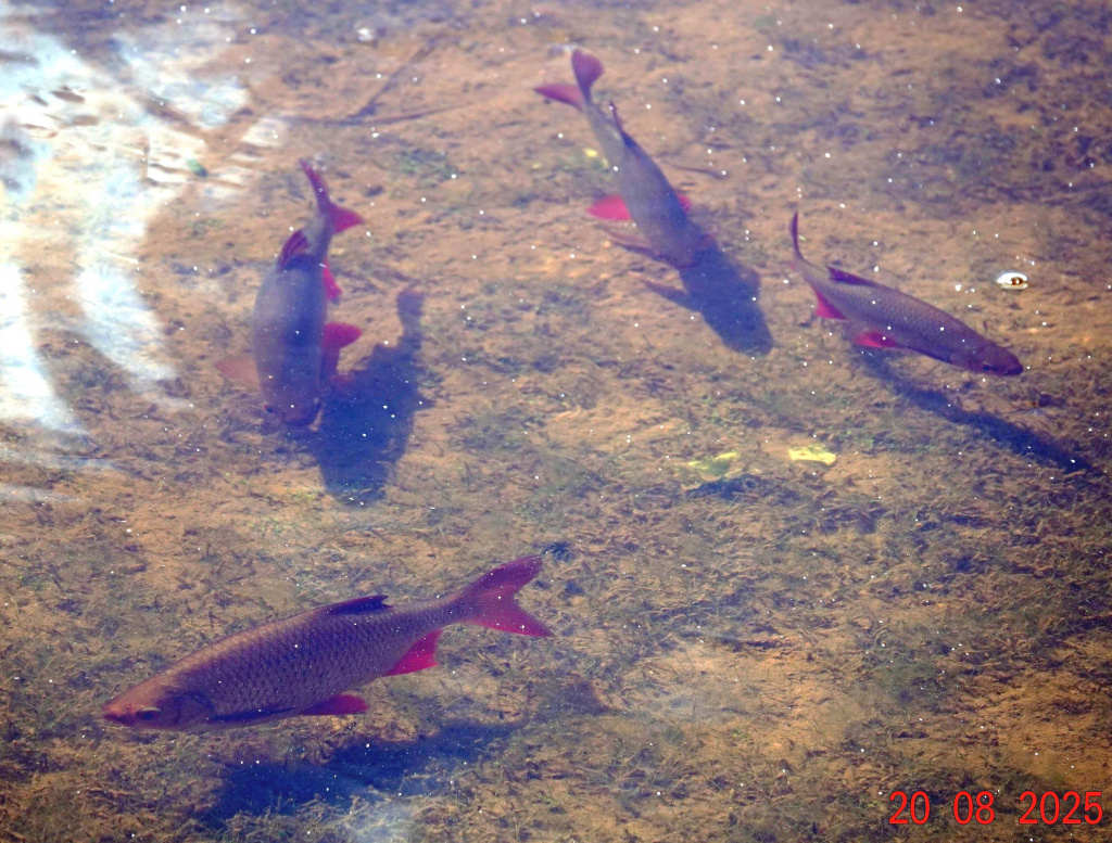 1-pisc8905.jpg 1-pisc8905.jpg