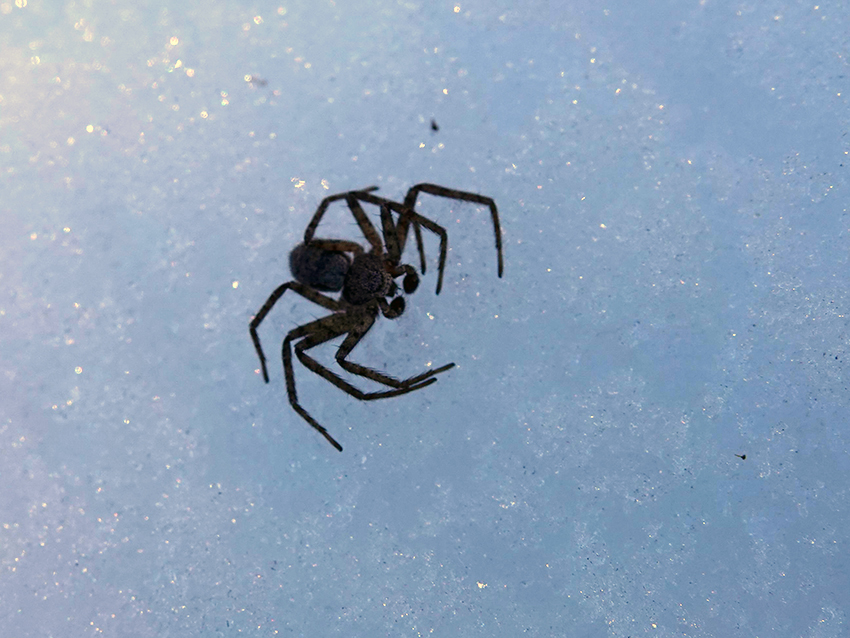 Philodromus.jpg