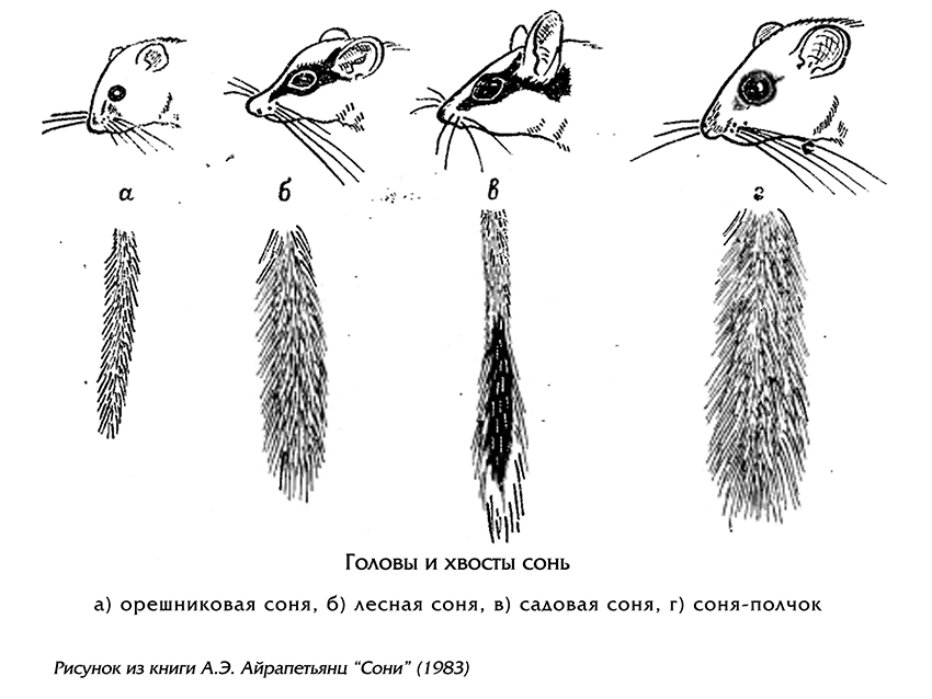Садовая соня 1.jpg